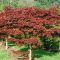 Acer palmatum 'Fireglow' • C18 L • 100/125 cm