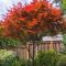 Acer palmatum 'Fireglow' • C18 L • 100/125 cm