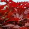 Acer palmatum 'Fireglow' • C18 L • 100/125 cm