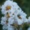 Lagerstroemia indica ' Acoma' • C2 L • 120/150 cm