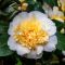 Camellia japonica  'Brushfield's Yellow' • C4 L • 40/60 cm