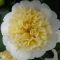 Camellia japonica  'Brushfield's Yellow' • C4 L • 40/60 cm