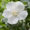 Hibiscus syriacus  'Flower Tower White'• C 2 • 60/80 cm