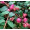 Symphoricarpos x chenaultii 'Hancock' • C 2 l  •40/60 cm