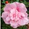 Hibiscus syriacus  'Pink Chiffon' • C 2 L • 60/80 cm