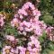 Lagerstroemia indica 'Rhapsody in Pink ' • C2 L • 80/100 cm