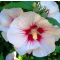 Hibiscus syriacus  mix • C 2 l  •  40-60 cm 