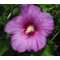 Hibiscus syriacus  mix • C 2 l  •  40-60 cm 