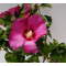 Hibiscus syriacus  mix • C 2 l  •  40-60 cm 