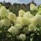 Hydrangea paniculata  'Skyfall ' • C 3 l • 60/80 cm