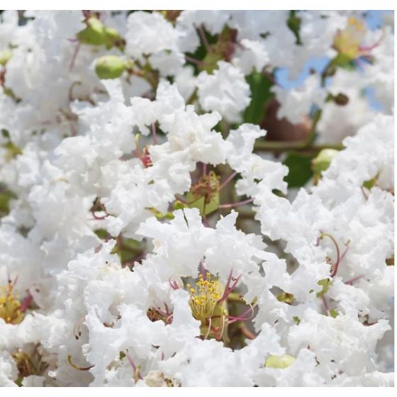 Lagerstroemia indica ' Acoma' • C2 L • 120/150 cm