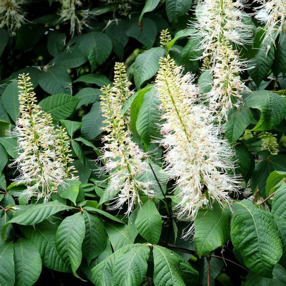 Aesculus parviflora • C 7,5  l • 50/60 cm •