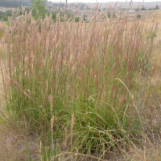 Andropogon gerardii • C 2 L • 40/60 cm