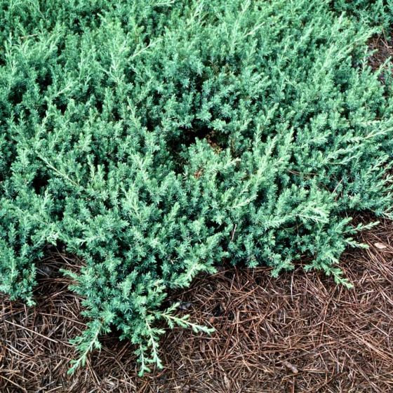 Juniperus conferta 'Blue Pacific' • C 3 l •  