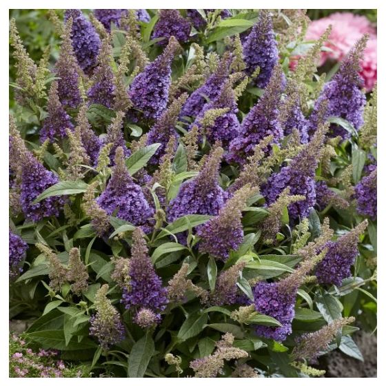 Buddleia davidii 'Butterfly Candy' Little Lila•  C 3 l • 30/40 cm