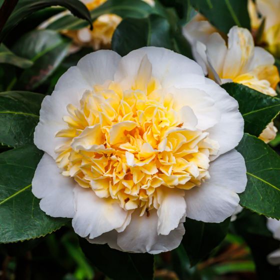 Camellia japonica  'Brushfield's Yellow' • C4 L • 40/60 cm