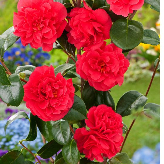 Camellia japonica 'Lady Campbell' • C5 L • 40/60 cm