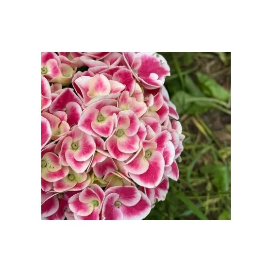 Hydrangea macrophylla 'Candy Pink'  • P 13 • 40/60  cm