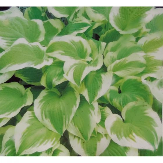 Hosta ‘Delta Dawn ’ • P 11