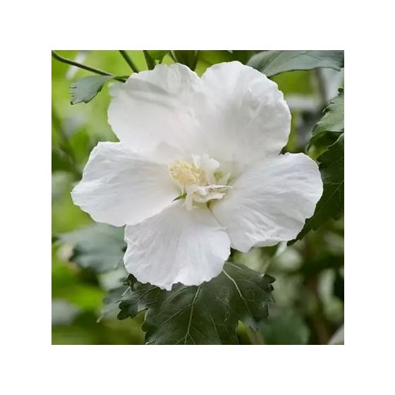 Hibiscus syriacus  'Flower Tower White'• C 2 • 60/80 cm