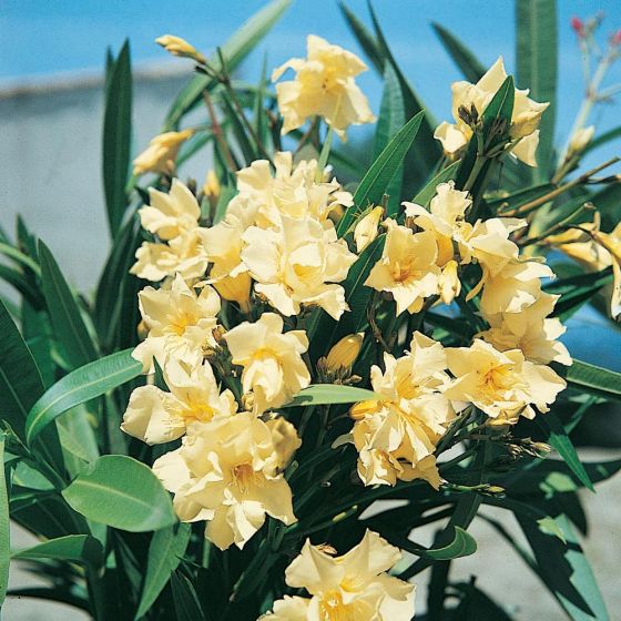 Nerium oleander • Giallo • C3 L • 20/40 cm