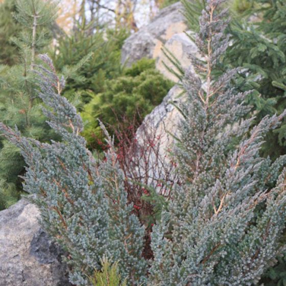 Juniperus sqamata  'Meyeri' • P15 • 20/30 cm