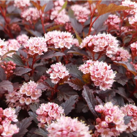 Physocarpus opulus 'Little Joker' • C 4 L  • 40/60 cm