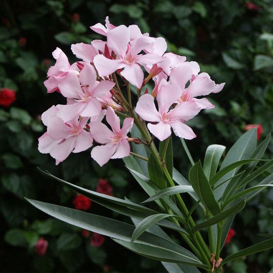 Nerium oleander • Rosa Semplice • C3 L • 20/40 cm