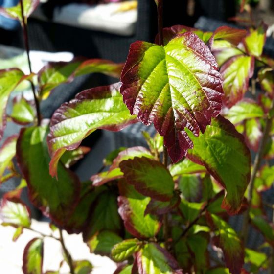 Parrotia persica 'Persian Spire' • C 15 L•  80/100 cm