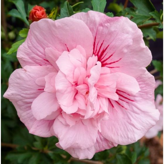 Hibiscus syriacus  'Pink Chiffon' • C 2 L • 60/80 cm