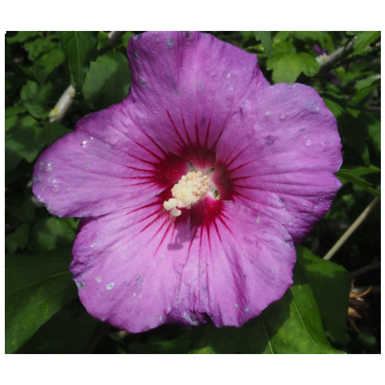 Hibiscus syriacus  mix • C 2 l  •  40-60 cm 