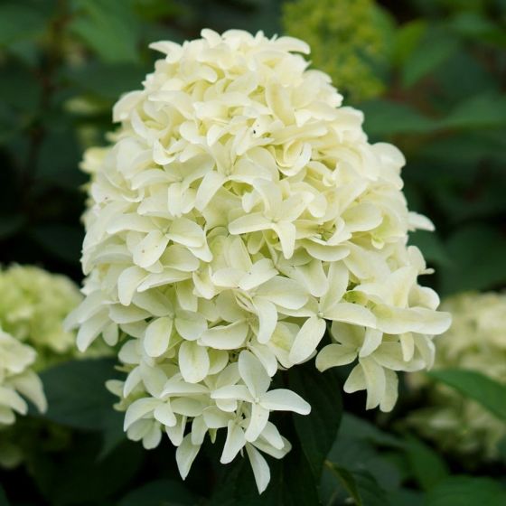 Hydrangea paniculata  'Skyfall ' • C 3 l • 60/80 cm