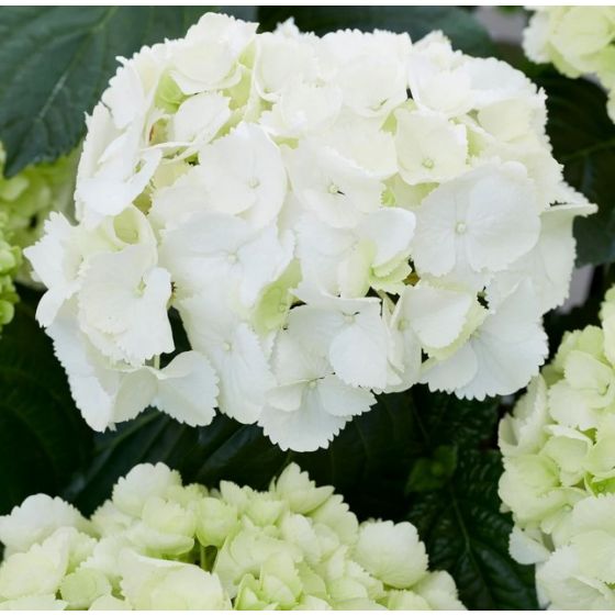 Hydrangea macrophylla 'Schneeball' • P 13 • 40/60 cm