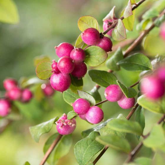 Symphoricarpos x chenaultii 'Hancock' • C 2 l  •40/60 cm