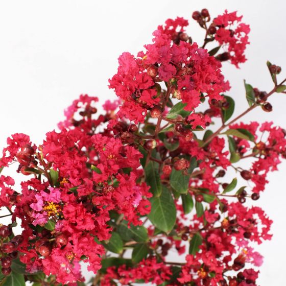 Lagerstroemia indica 'Turenne'  • C2 L • 80/100 cm