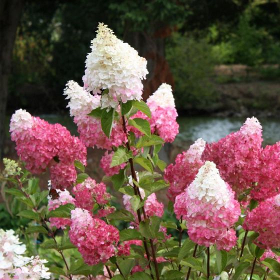 Hydrangea paniculata  'Vanille-Fraise' • C 3 l • 60/80 cm