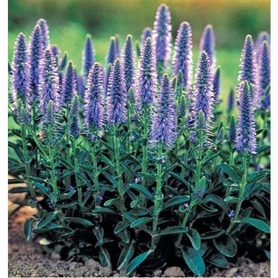 Veronica spicata 'Nana Blauteppich'• C 2 l •