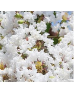 Lagerstroemia indica ' Acoma' • C2 L • 120/150 cm