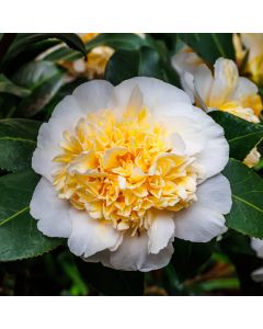 Camellia japonica  'Brushfield's Yellow' • C4 L • 40/60 cm