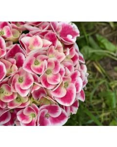 Hydrangea macrophylla 'Candy Pink'  • P 13 • 40/60  cm