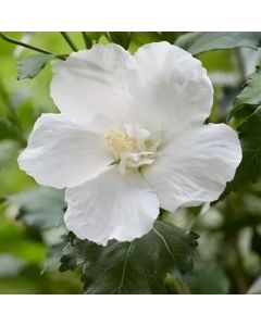 Hibiscus syriacus  'Flower Tower White'• C 2 • 60/80 cm