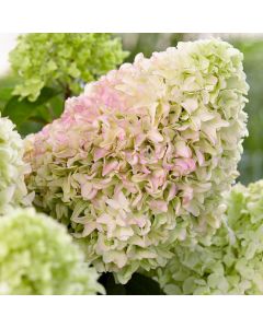 Hydrangea paniculata 'Little Fresco' • C 3 l • 50/60 cm