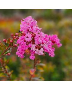 Lagerstroemia indica 'Petite Pink' • C2 L • 80/100 cm