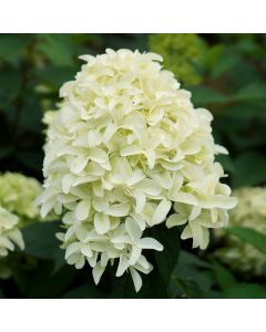 Hydrangea paniculata  'Skyfall ' • C 3 l • 60/80 cm