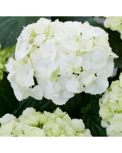 Hydrangea macrophylla 'Schneeball' • P 13 • 40/60 cm