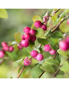 Symphoricarpos x chenaultii 'Hancock' • C 2 l  •40/60 cm