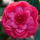 Camellia japonica 'Princess Baciocchi' • C3 L • 40/60 cm