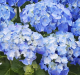 Hydrangea macro. ‘Little Blue’ • P15 • 20/30 cm