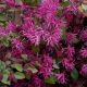 Loropetalum chinense 'Black Pearl'  • C 3 L •