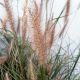 Pennisetum alopecuroides ‘Hameln’ • C2 L